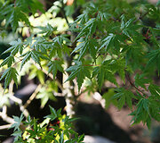 Bonsai oazė Kęstučio Ptakausko namuose