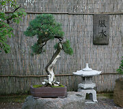 Bonsai oazė Kęstučio Ptakausko namuose