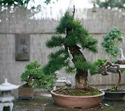 Bonsai oazė Kęstučio Ptakausko namuose