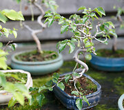 Bonsai oazė Kęstučio Ptakausko namuose