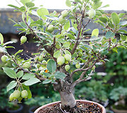 Bonsai oazė Kęstučio Ptakausko namuose