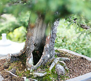 Bonsai oazė Kęstučio Ptakausko namuose