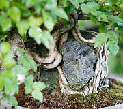 Bonsai oazė Kęstučio Ptakausko namuose