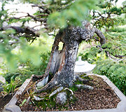 Bonsai oazė Kęstučio Ptakausko namuose