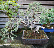 Bonsai oazė Kęstučio Ptakausko namuose
