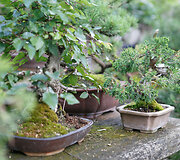 Bonsai oazė Kęstučio Ptakausko namuose