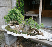 Bonsai oazė Kęstučio Ptakausko namuose