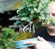 Bonsai oazė Kęstučio Ptakausko namuose