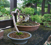 Bonsai oazė Kęstučio Ptakausko namuose