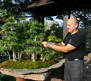 Bonsai oazė Kęstučio Ptakausko namuose
