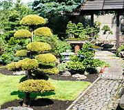 Bonsai oazė Kęstučio Ptakausko namuose