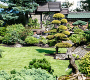 Bonsai oazė Kęstučio Ptakausko namuose