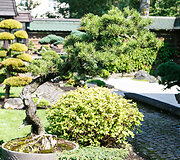 Bonsai oazė Kęstučio Ptakausko namuose