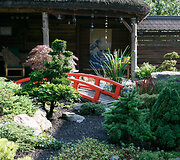 Bonsai oazė Kęstučio Ptakausko namuose