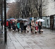Kaune žygiavo &scaron;ventinė Vakarų &Scaron;kotijos baltųjų terjerų eisena
