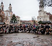 Kaune žygiavo &scaron;ventinė Vakarų &Scaron;kotijos baltųjų terjerų eisena