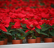 Gėlininkystės ūkis