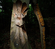 Dubysos regioninio parko objektas &ndash; Gražusis ąžuolas