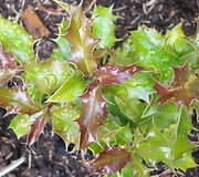 Dygialapis bugienis