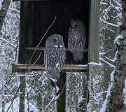 Birutės, Edgaro, Skomanto ir Medeinos kelionė į Laplandiją