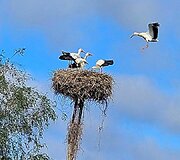 Kauno rajone, &Scaron;lienavoje, gyvenančių Genovaitės ir Evardo sodyba &ndash; tikras gandrų rojus