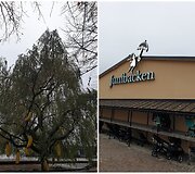 Prie muziejaus &ndash; bananų medis ir vežimėlio parkingas