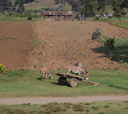 Asilai