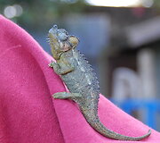Iguana