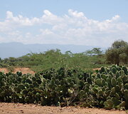 Kaktusai