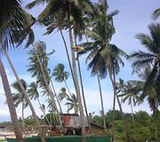 Palmės