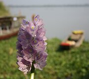 Mekongo upės deltos delikatesas &ndash; vandens lelijų žiedai. Salotoms ir kepsniams pagardinti.