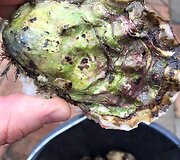 Ypatingosios Limfjord austrės