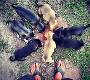&Scaron;uniukai