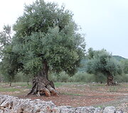 Apulija