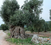 Apulija