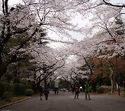 Japonija. Žydinčios sakuros