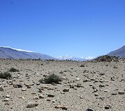 Skurdi Pamyro kalnų augmenija