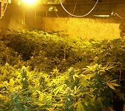 Kanapių plantacija ve&scaron;ėjo Kai&scaron;iadorių rajone esančiame vienkiemyje