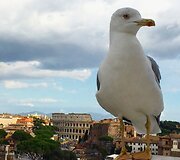 Roma