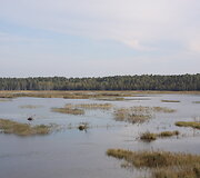 Novaraistis