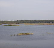 Novaraistis