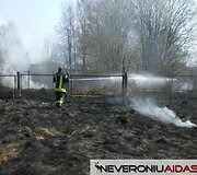 Gesinama žolė