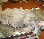 Norėdami i&scaron;rinkti erkes veterinarai gavo nuskusti &scaron;uns kailį