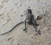 Kupečių &scaron;eima Krabi saloje Tailande