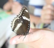Kupečių &scaron;eima Krabi saloje Tailande