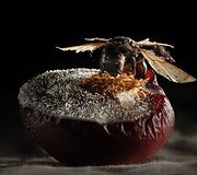 Julio Roriz nuotrauka (Vanitas Beja, Portugal, 2008)