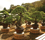 Bonsai