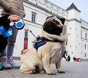 Ekskursijos dalyviai ir jų &scaron;unys tyrinės Vilniaus senamiestį