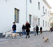 Ekskursijos dalyviai ir jų &scaron;unys tyrinės Vilniaus senamiestį