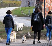 Ekskursijos dalyviai ir jų &scaron;unys tyrinės Vilniaus senamiestį
